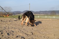 /album/aktivhund/dsc-0069-jpg/