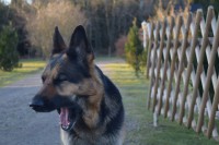 /album/aktivhund/a10929156-820455211324649-3541696149679541877-n-jpg/