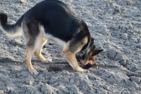 /album/aktivhund/a11080930-820456057991231-2249740314024161557-n-jpg/