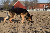 /album/aktivhund/a11083684-820455674657936-3081971555830770635-n-jpg/