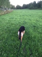 /album/aktivhund/a13619963-1052381001465401-6924884193260928786-n-jpg/